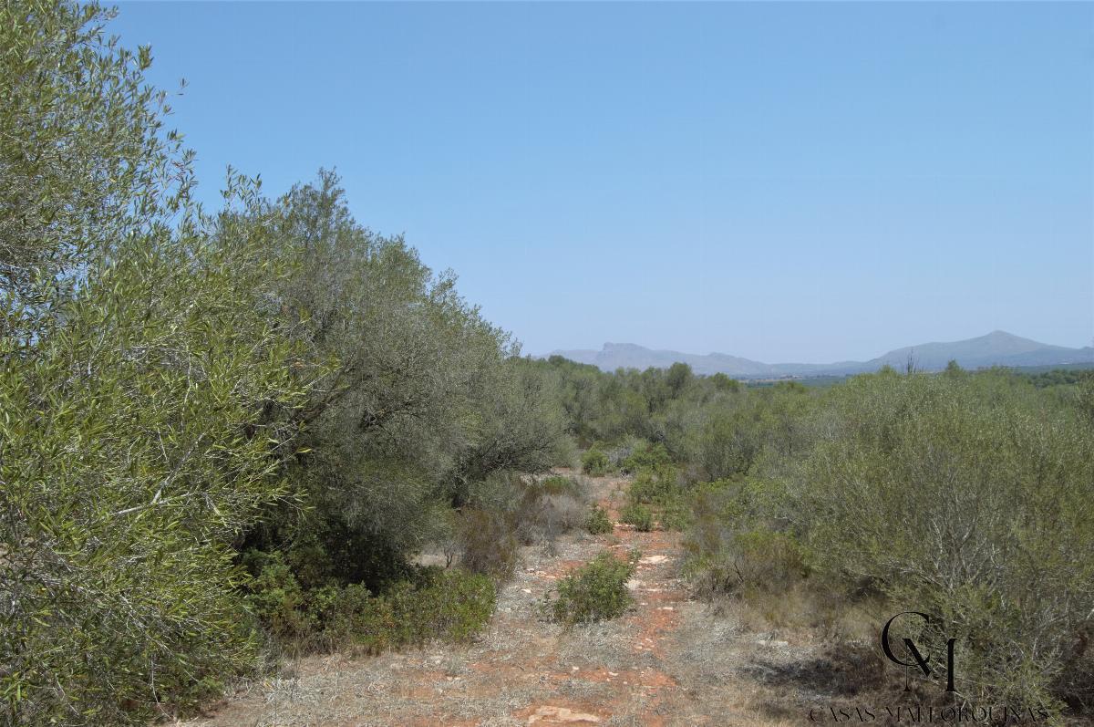 For sale of land in Santa Margalida