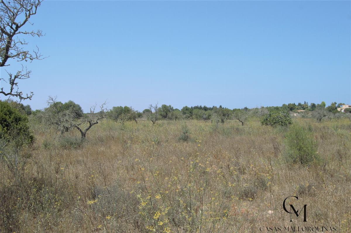 For sale of land in Santa Margalida