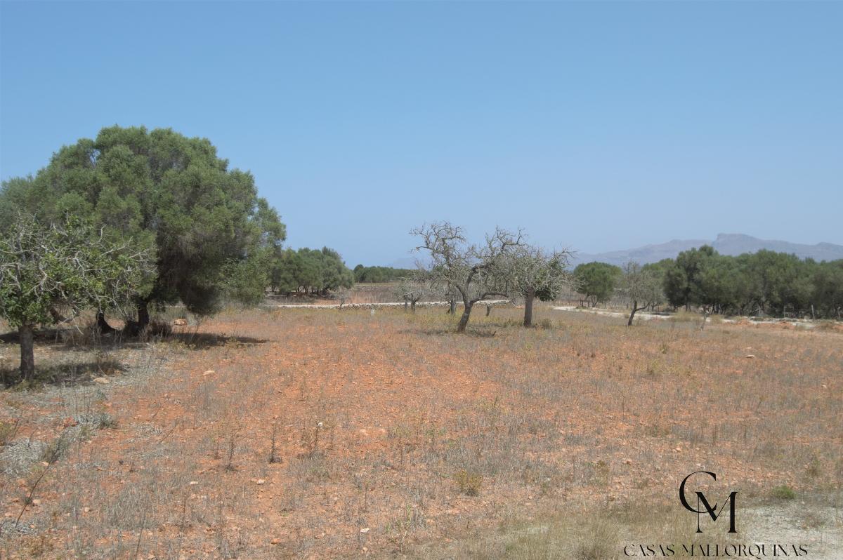 For sale of land in Santa Margalida