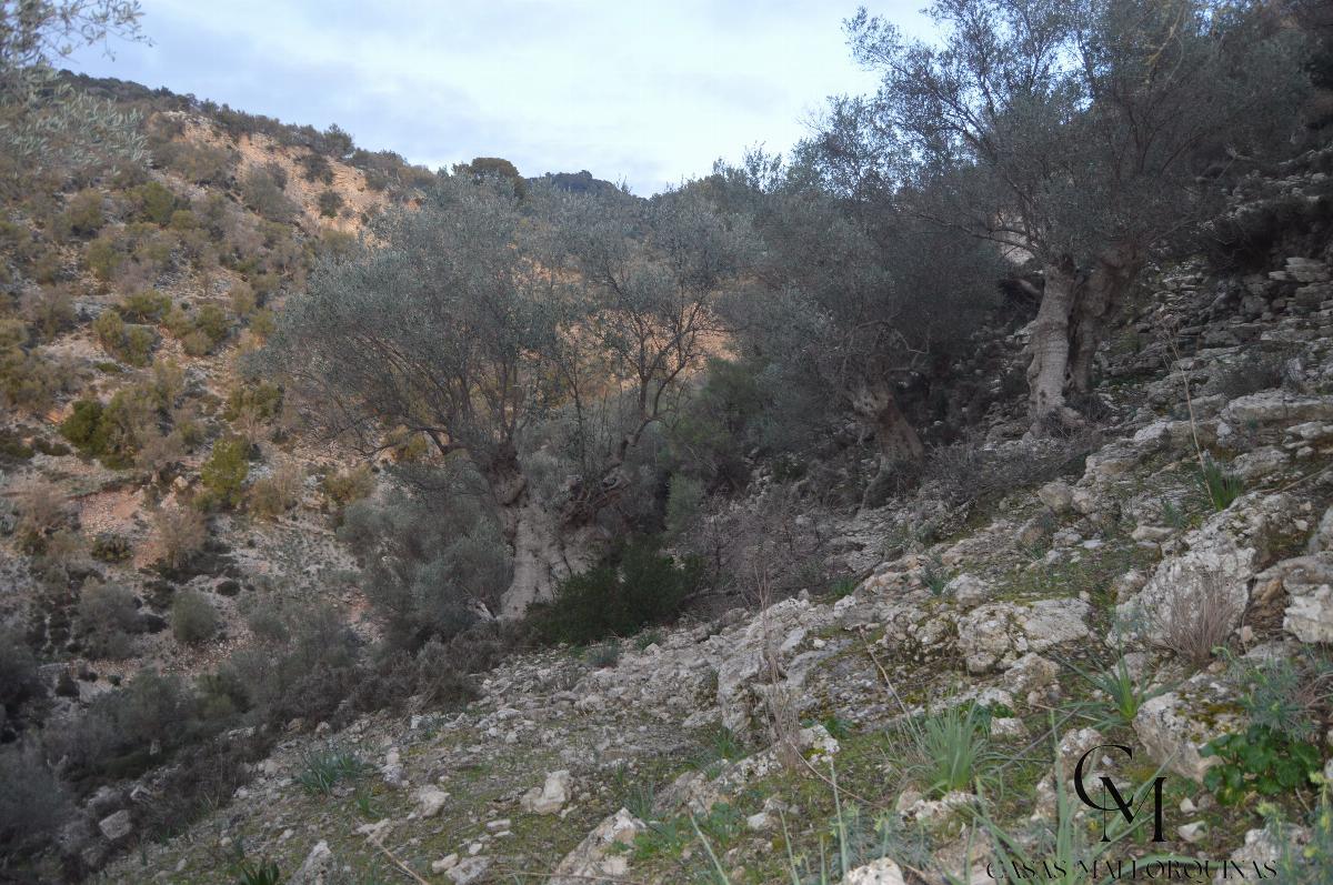 Zu verkaufen von grundstück in
 Mancor de la Vall