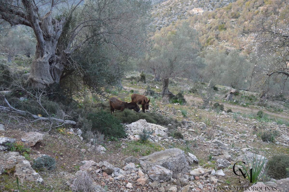 Zu verkaufen von grundstück in
 Mancor de la Vall