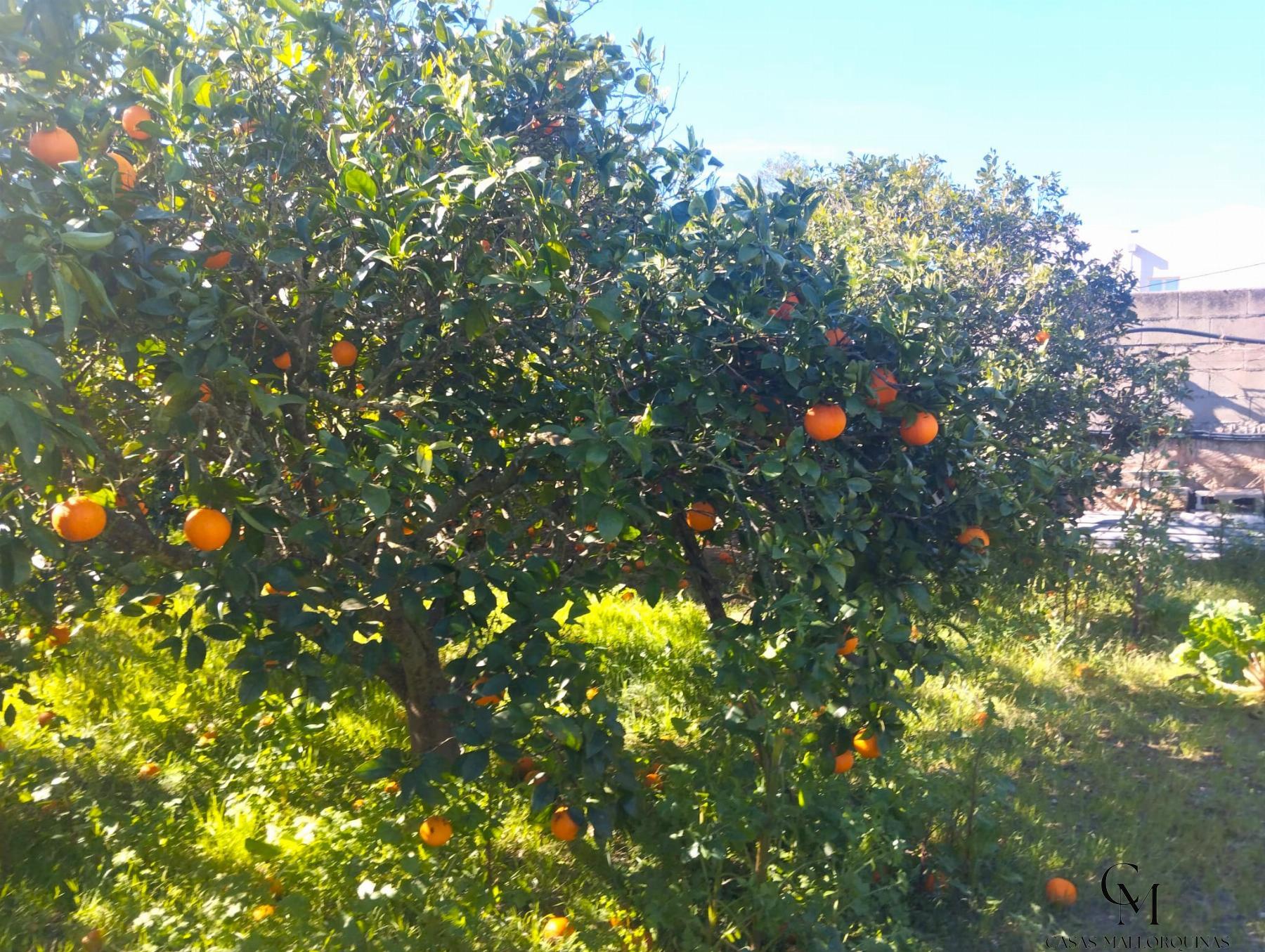 Venta de finca rústica en Santa Margalida
