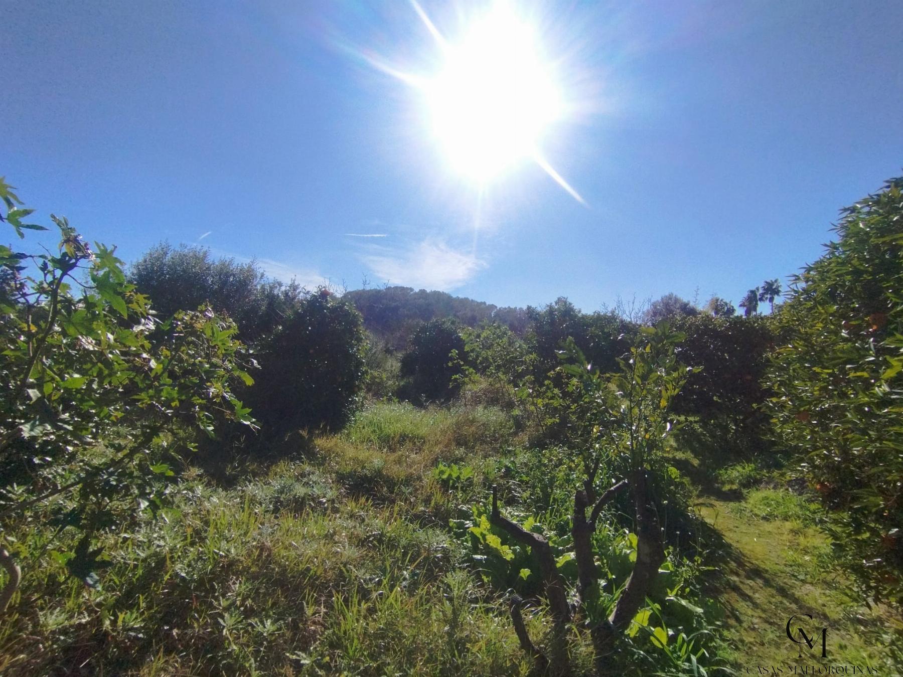 Venta de finca rústica en Santa Margalida