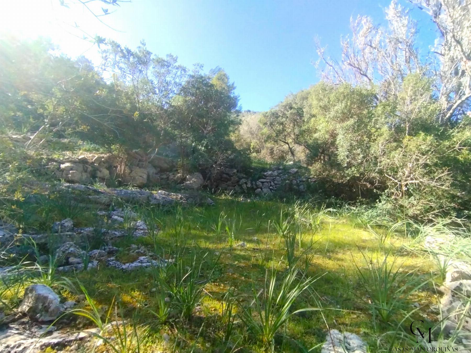 Venta de finca rústica en Campanet
