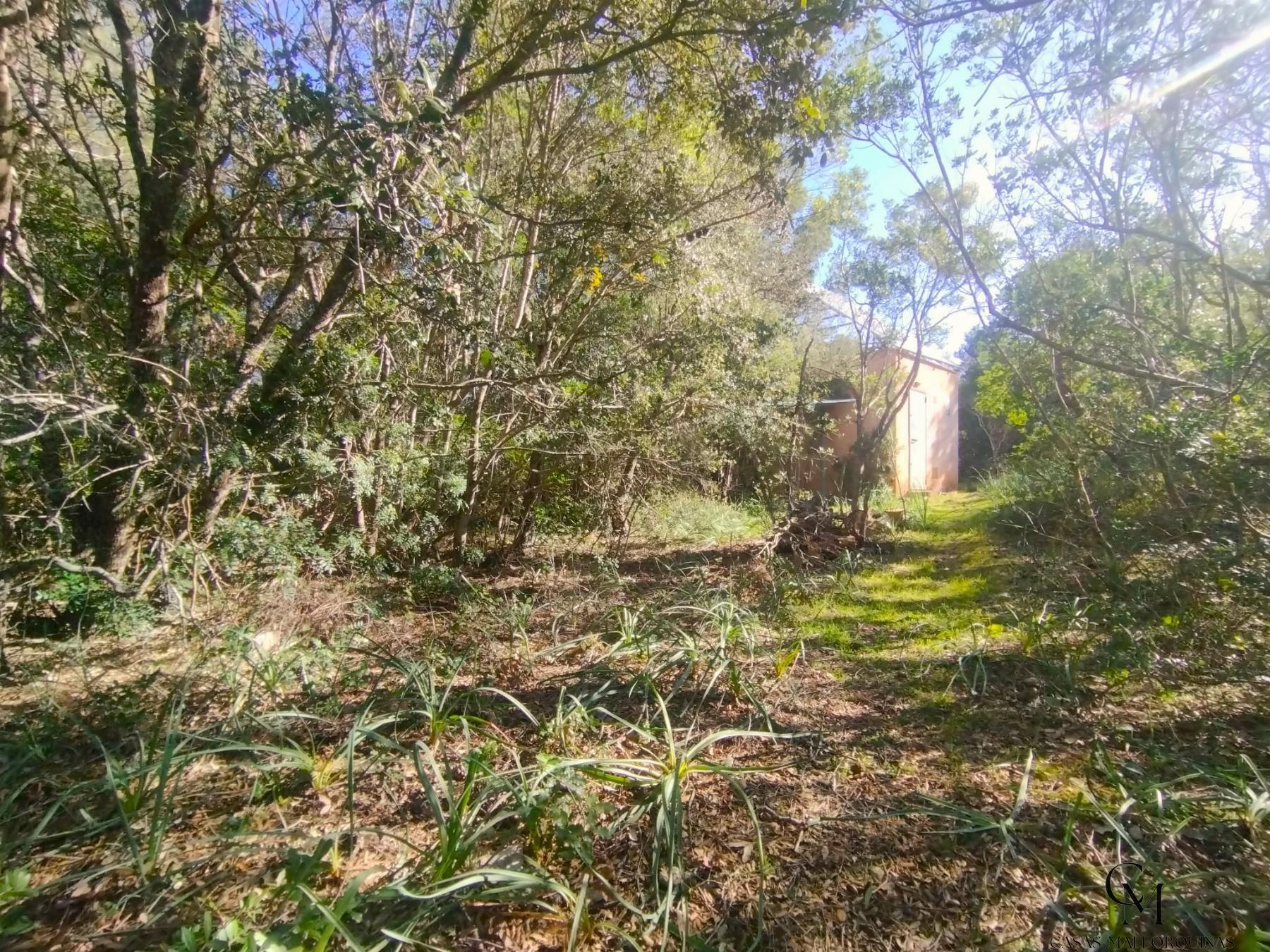 Venta de finca rústica en Campanet
