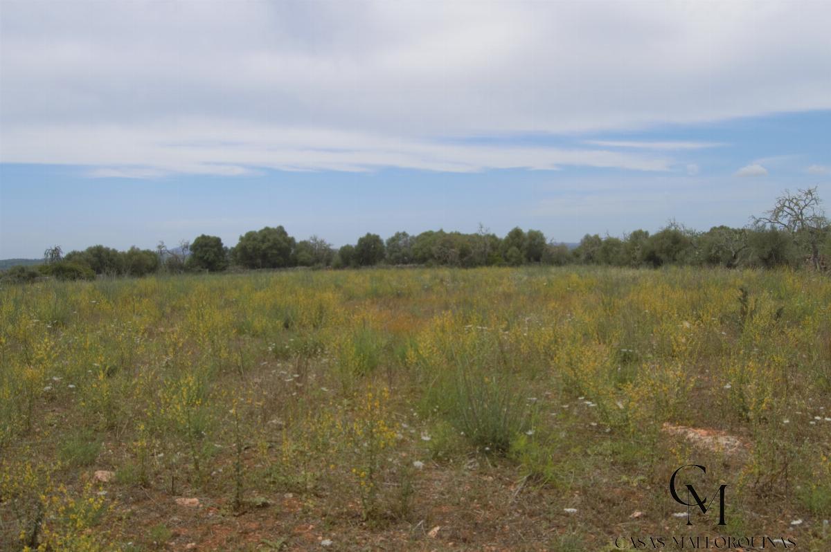 For sale of land in Santa Margalida