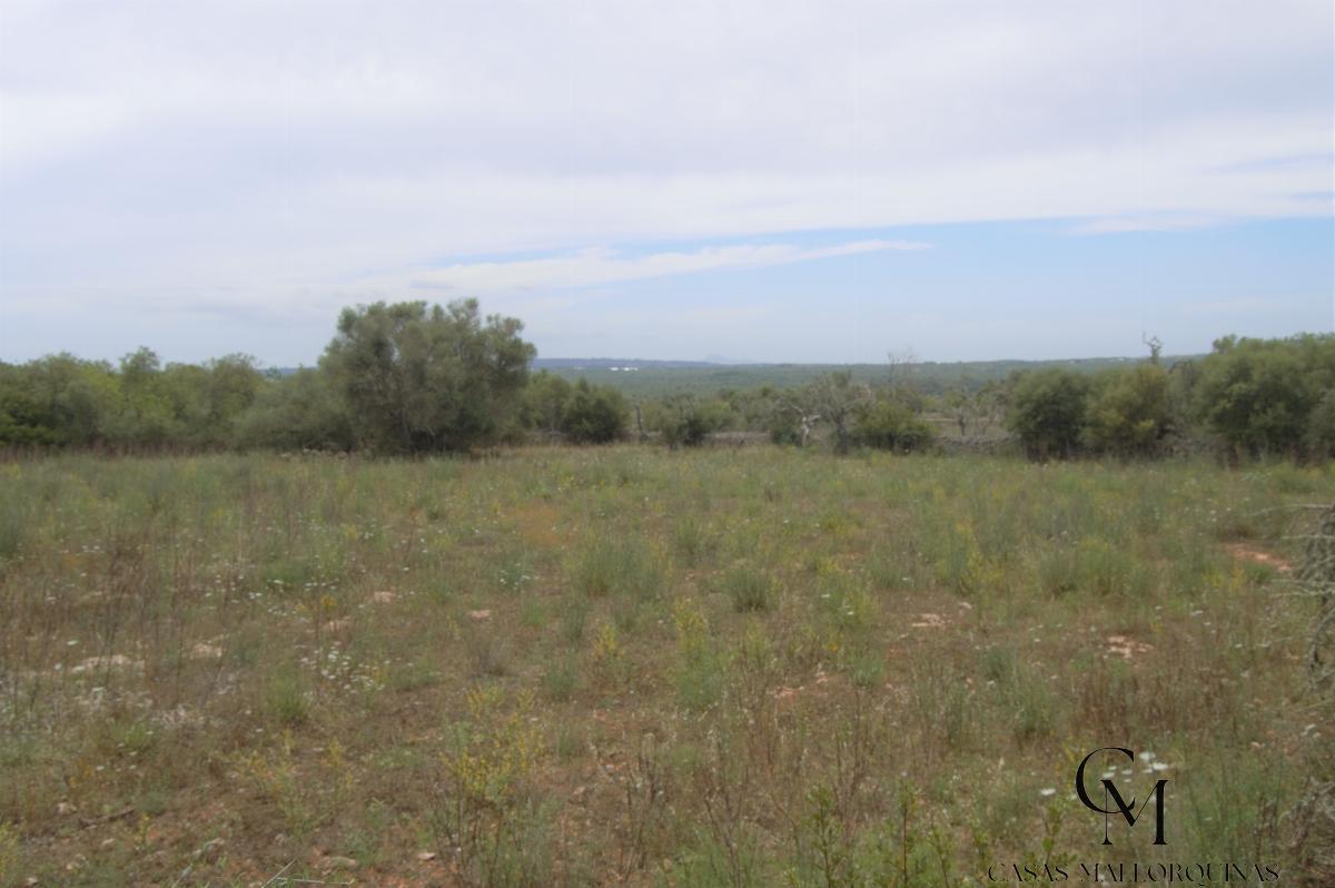 For sale of land in Santa Margalida
