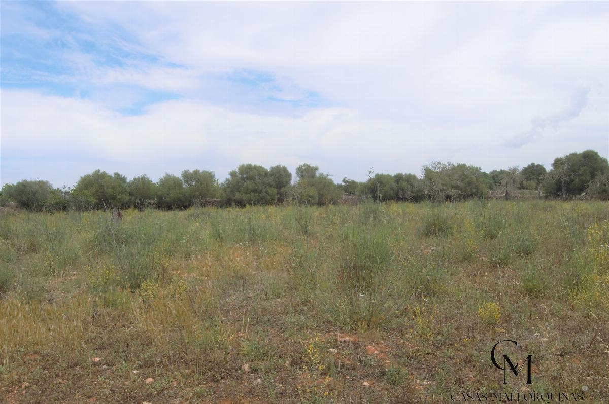 For sale of land in Santa Margalida