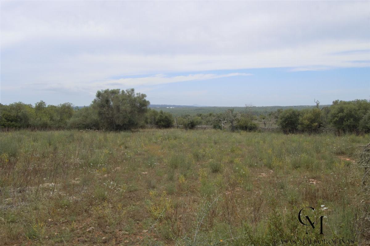 For sale of land in Santa Margalida