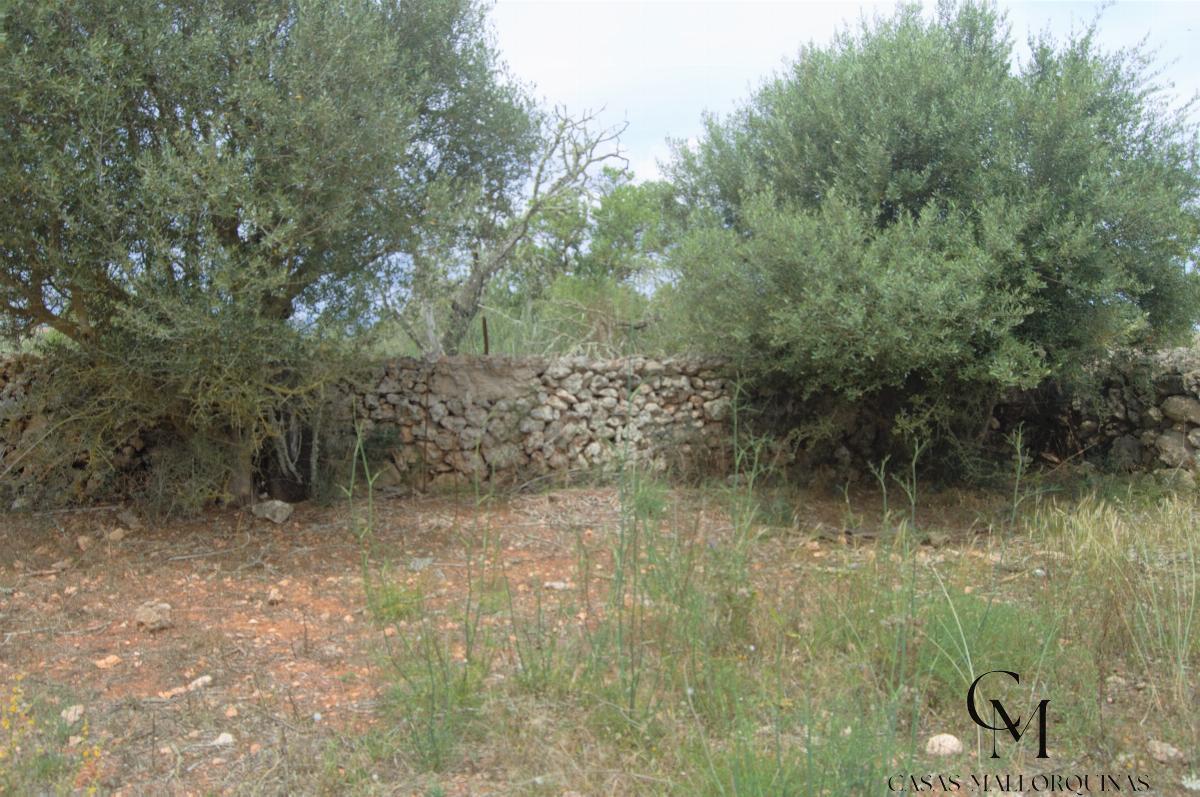 For sale of land in Santa Margalida