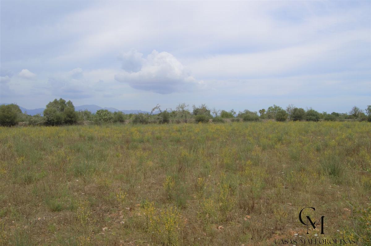 For sale of land in Santa Margalida