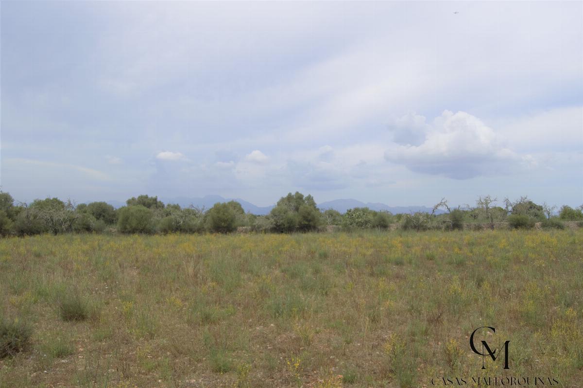 For sale of land in Santa Margalida
