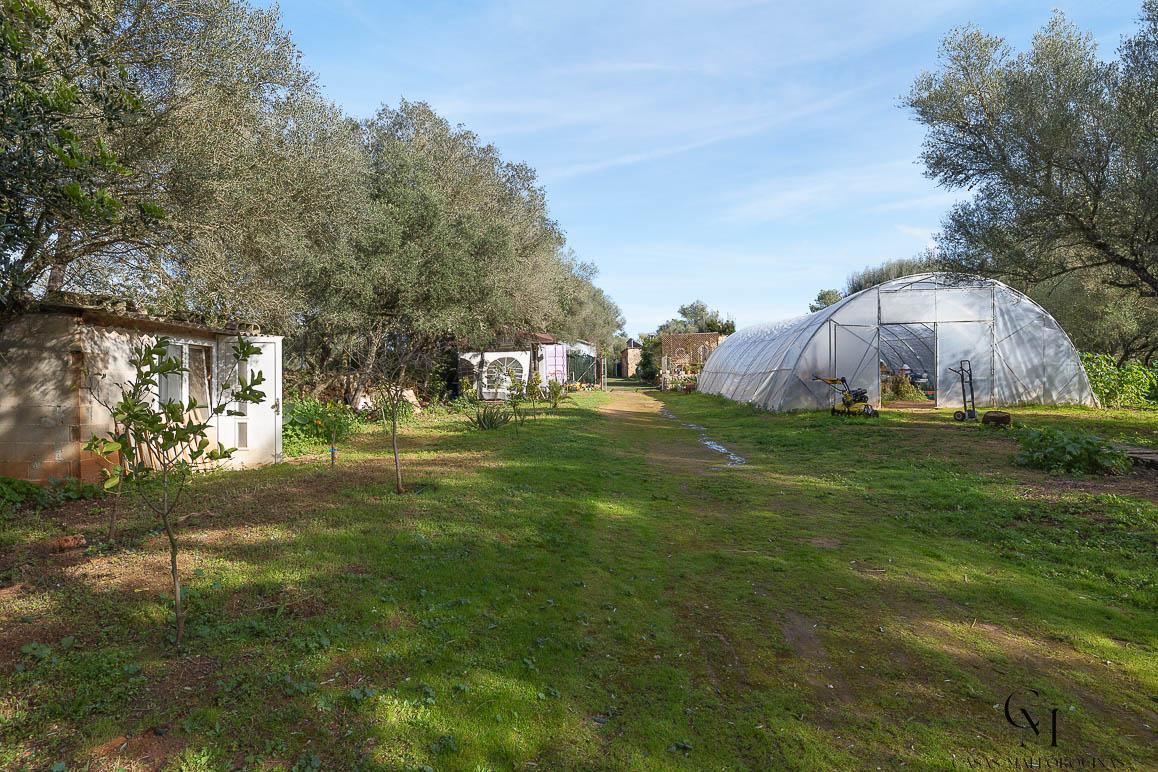 Venta de finca rústica en Algaida