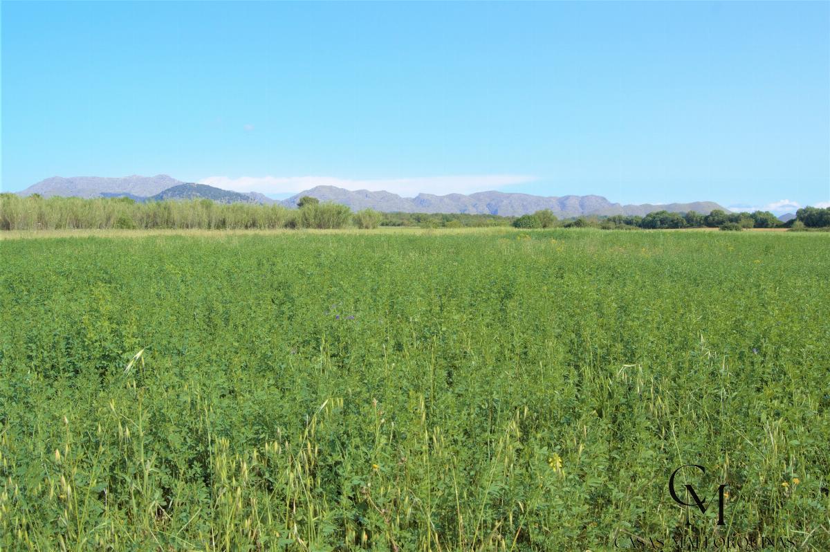 Venta de terreno en Alcúdia