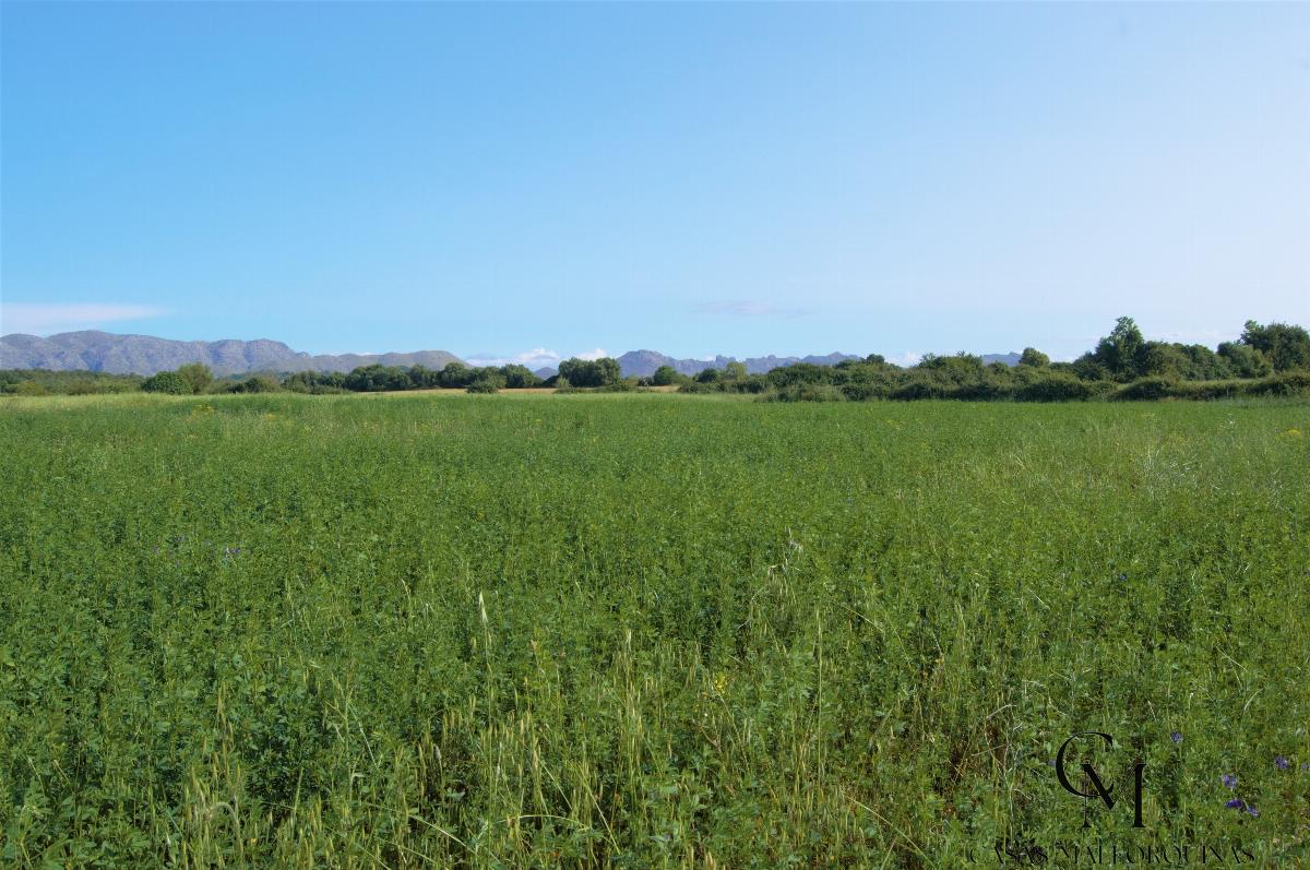 Venta de terreno en Alcúdia