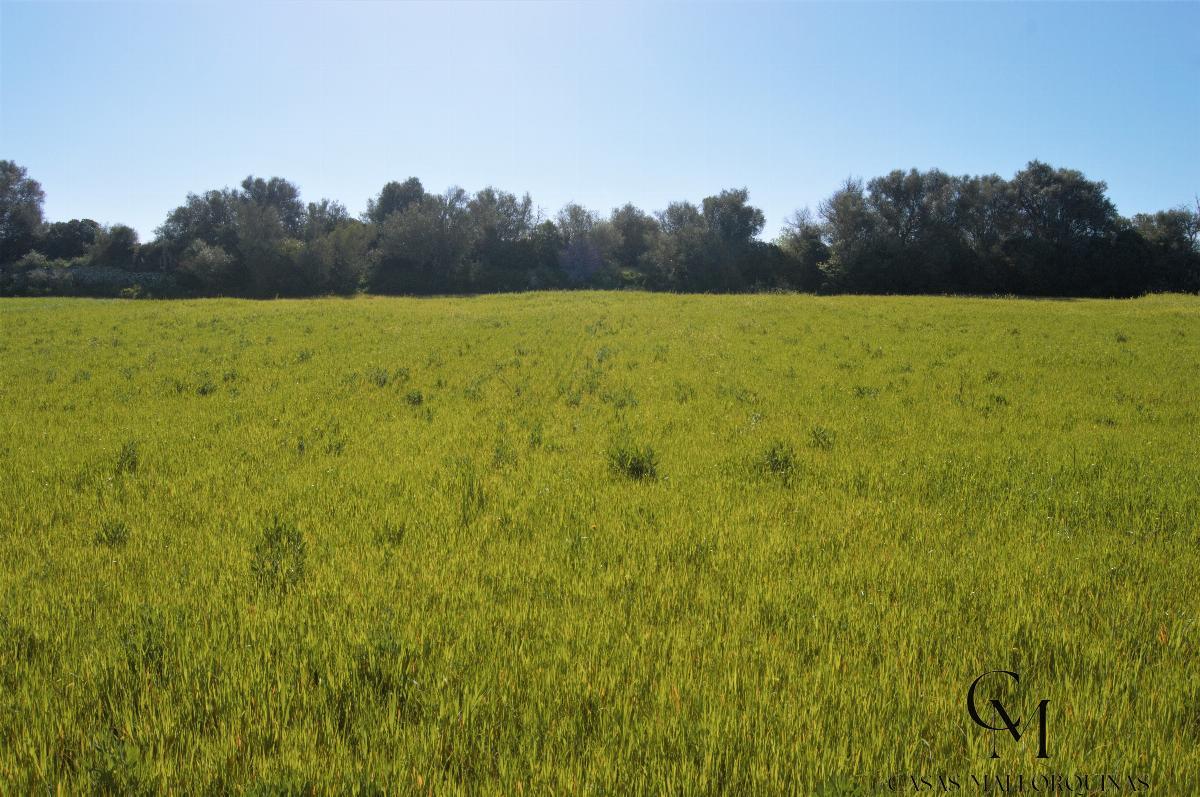 Venta de terreno en Santa Margalida