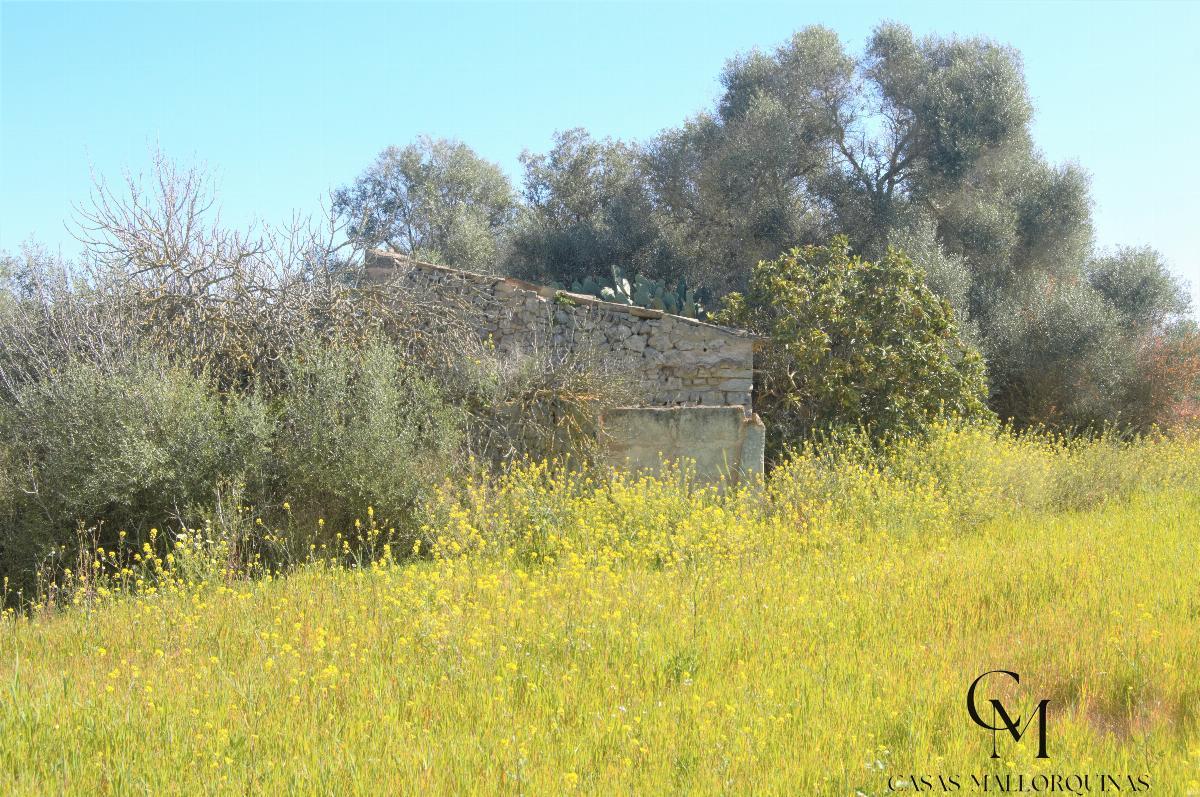 Venta de terreno en Santa Margalida