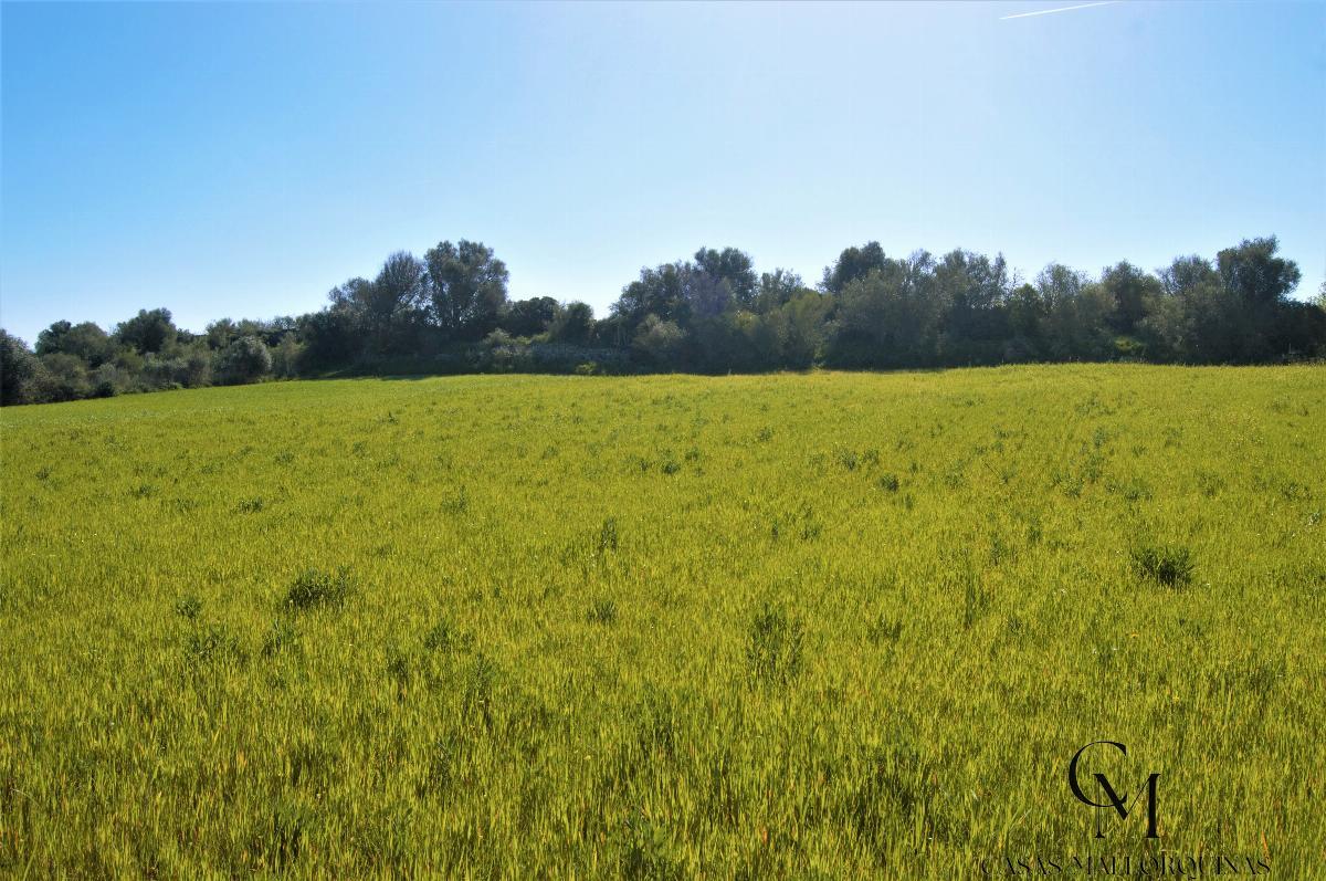 Venta de terreno en Santa Margalida