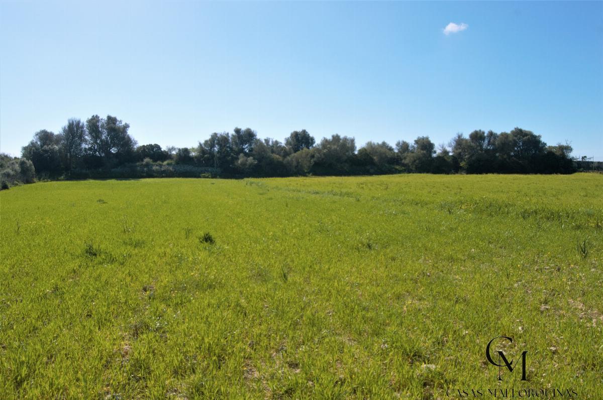 Venta de terreno en Santa Margalida