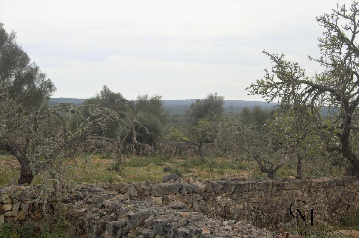 For sale of land in Santa Margalida