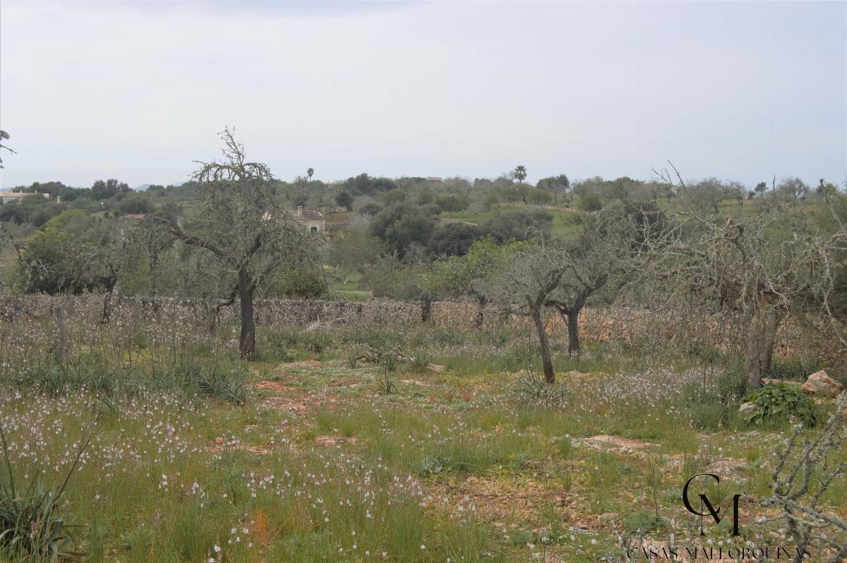 For sale of land in Santa Margalida
