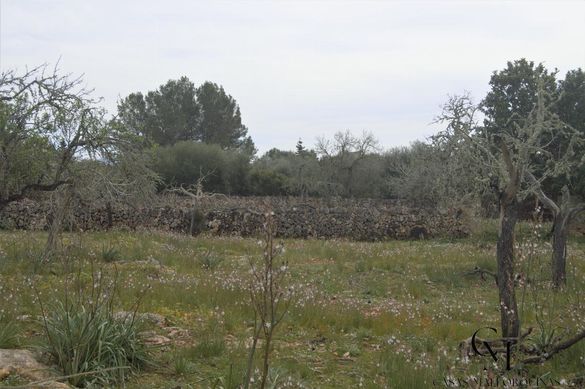 For sale of land in Santa Margalida