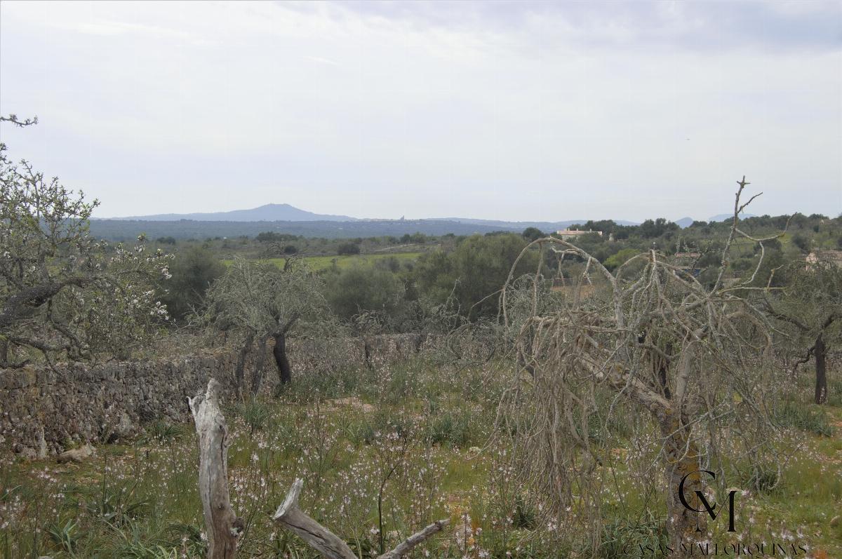 For sale of land in Santa Margalida