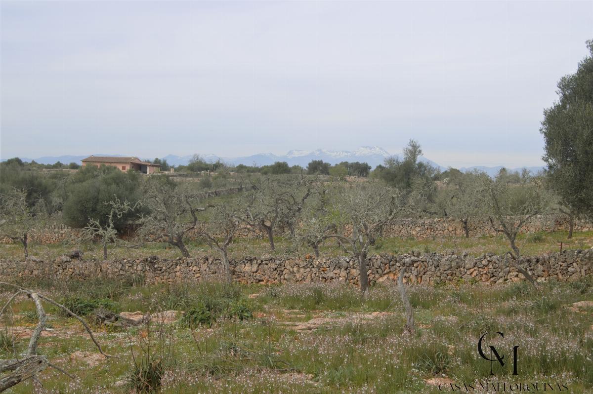 For sale of land in Santa Margalida