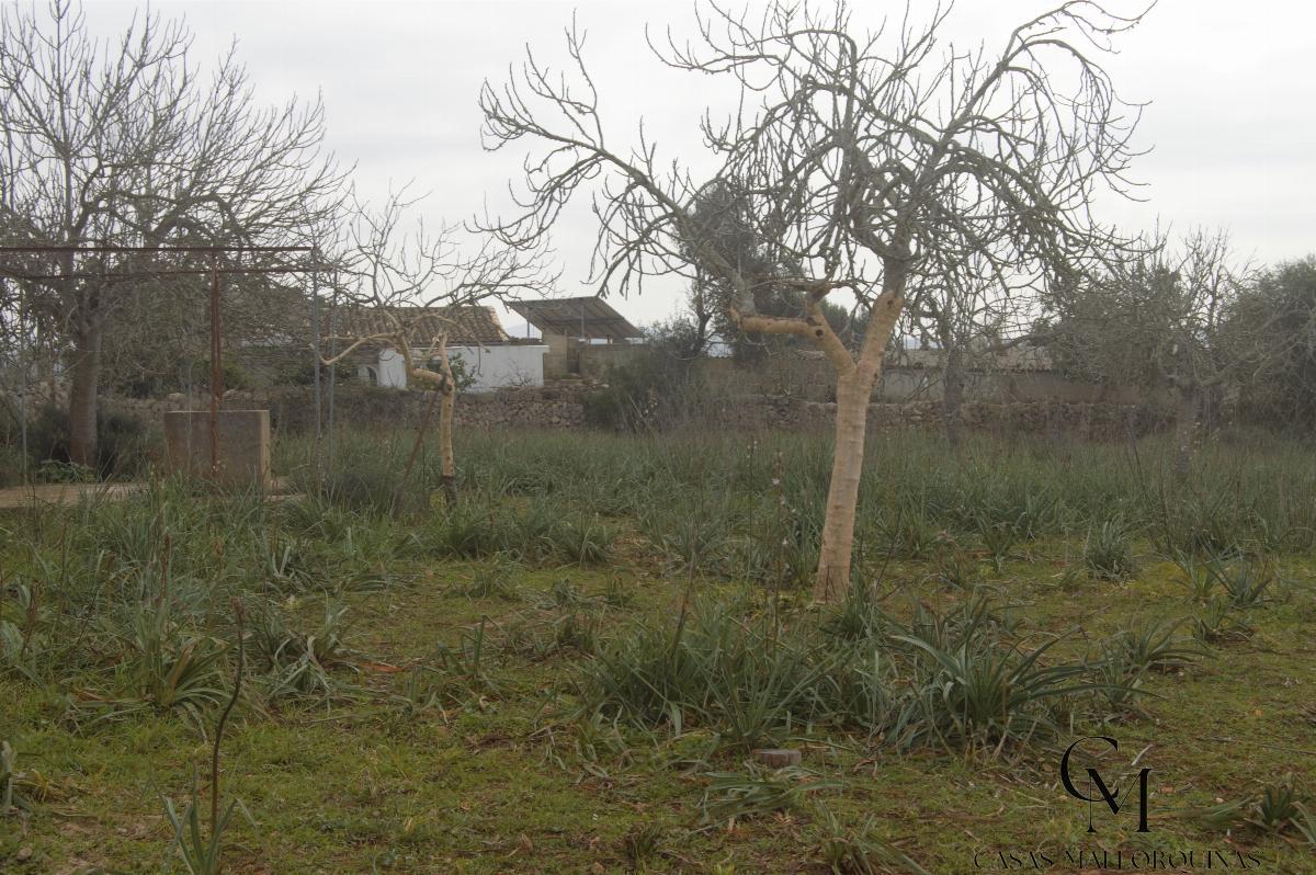 Zu verkaufen von grundstück in
 Santa Margalida