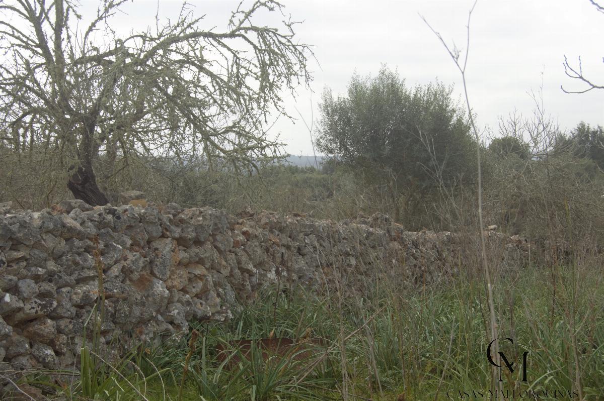 Zu verkaufen von grundstück in
 Santa Margalida