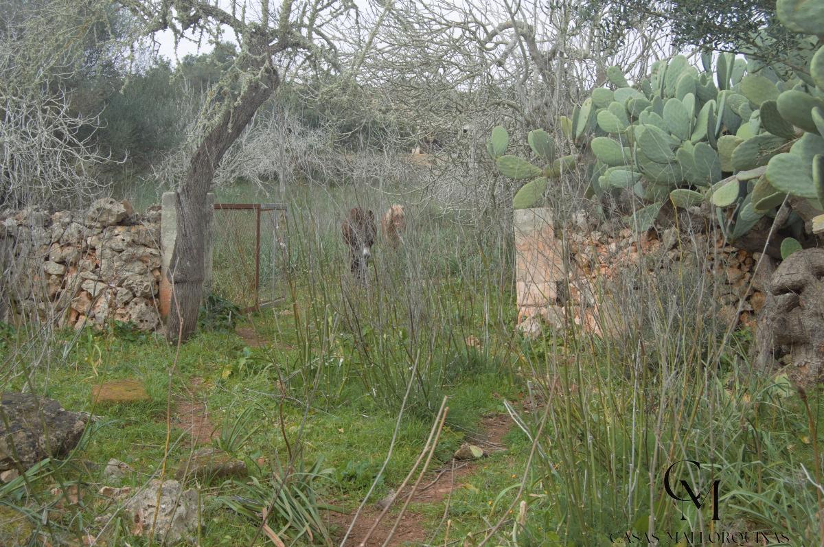 Zu verkaufen von grundstück in
 Santa Margalida