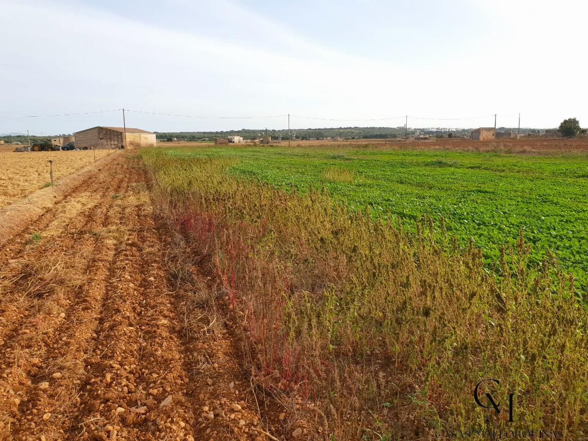 For sale of land in Sa Pobla