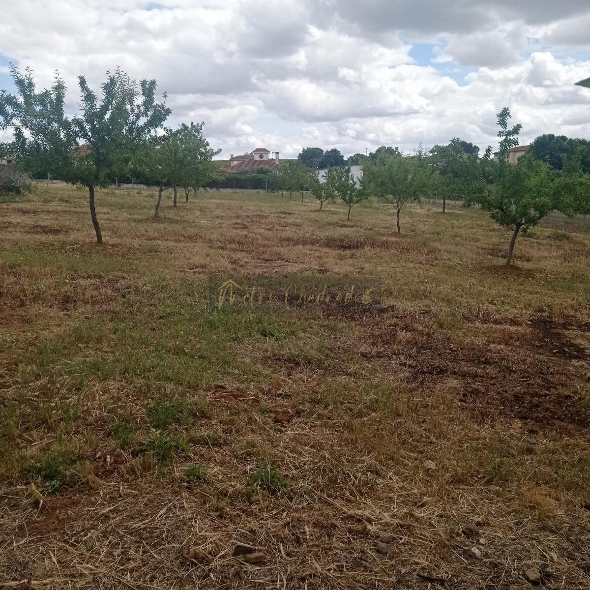 Ground