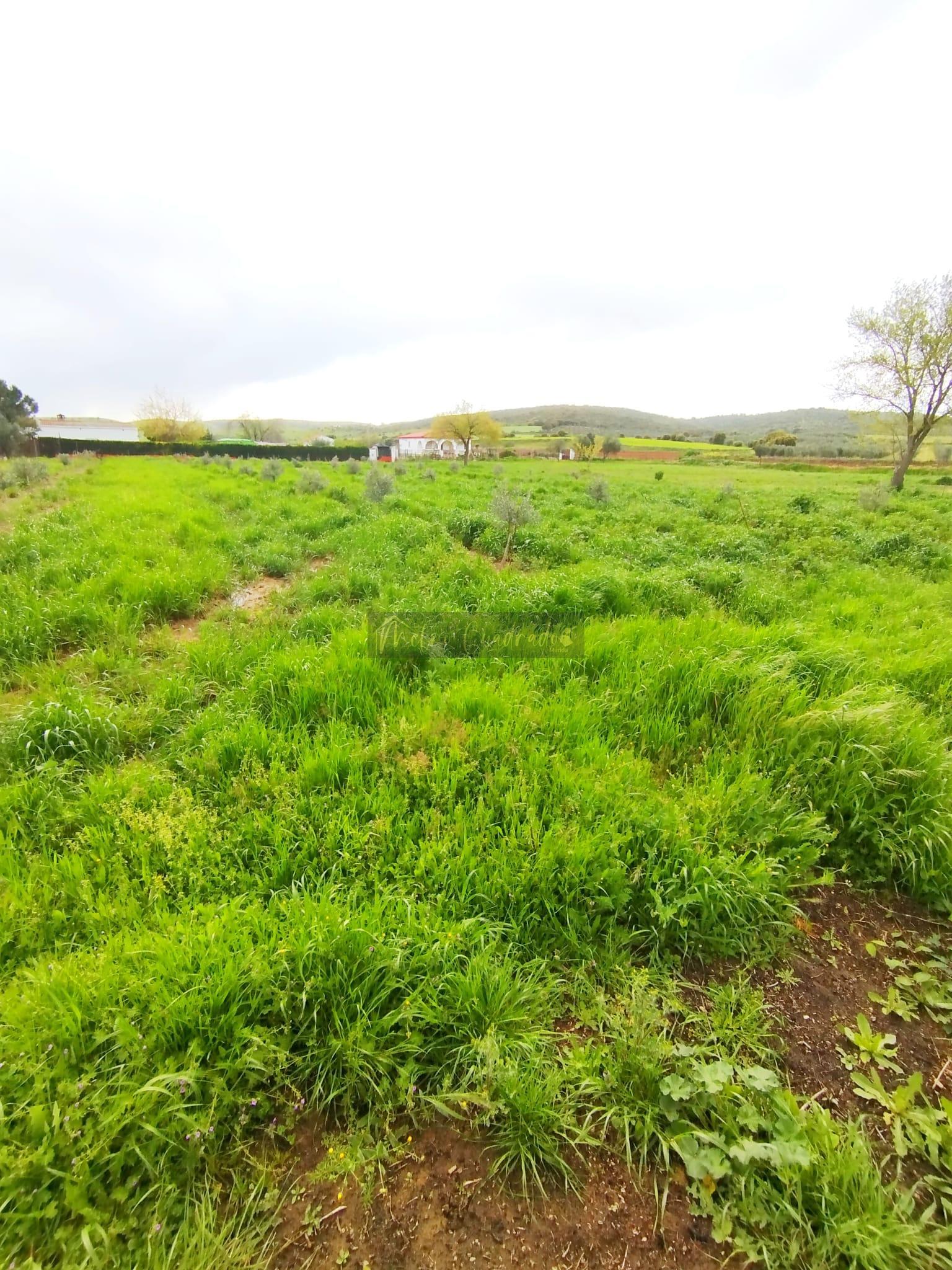 Ground