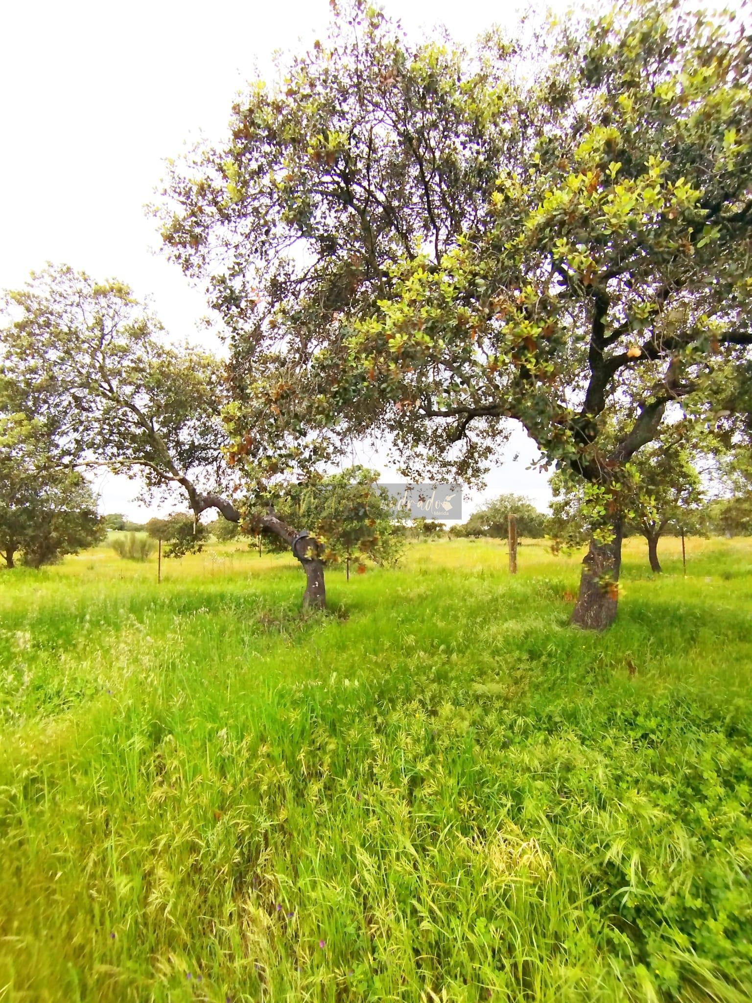 For sale of rural property in Valverde de Mérida