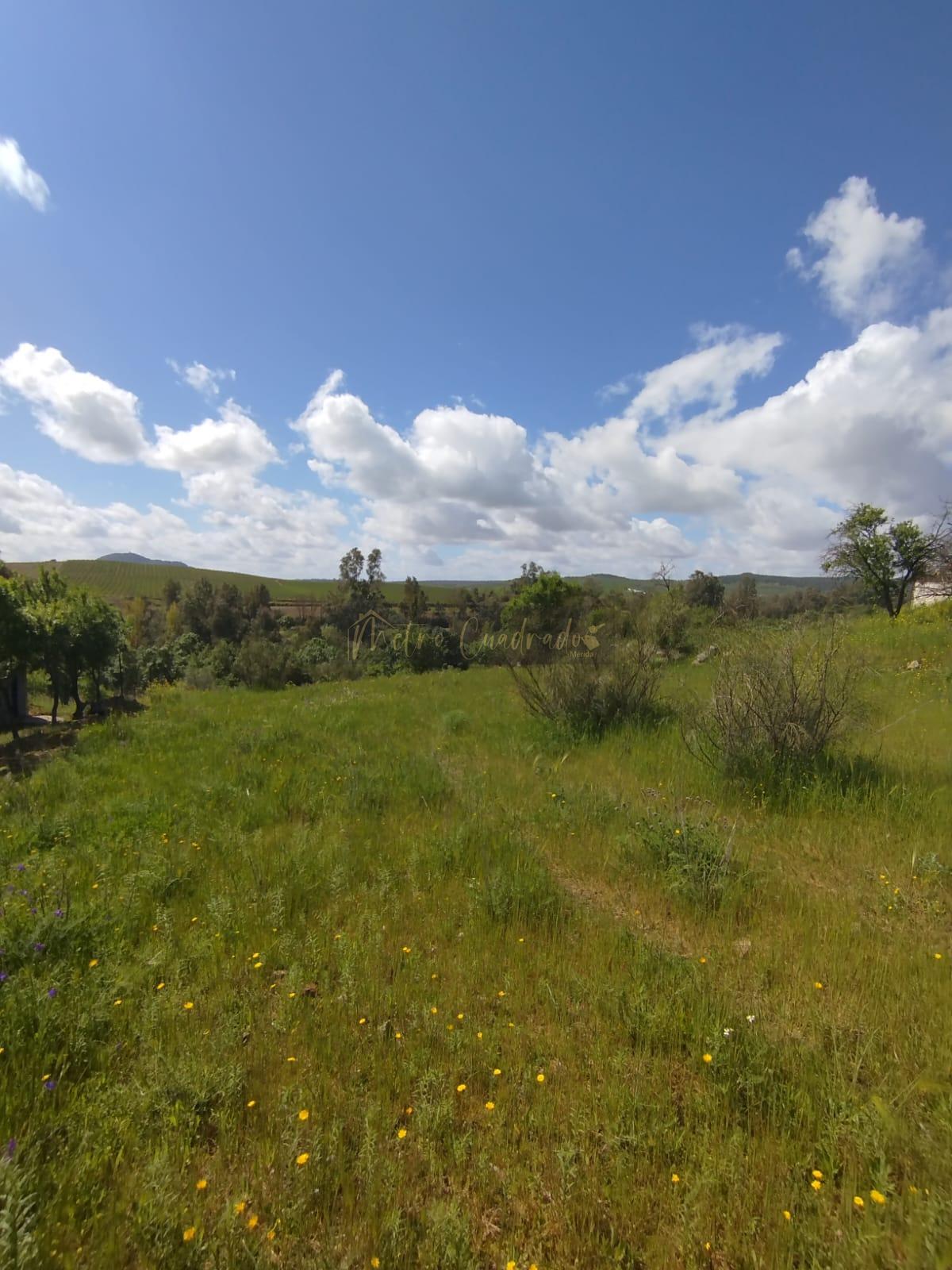 For sale of land in Mérida