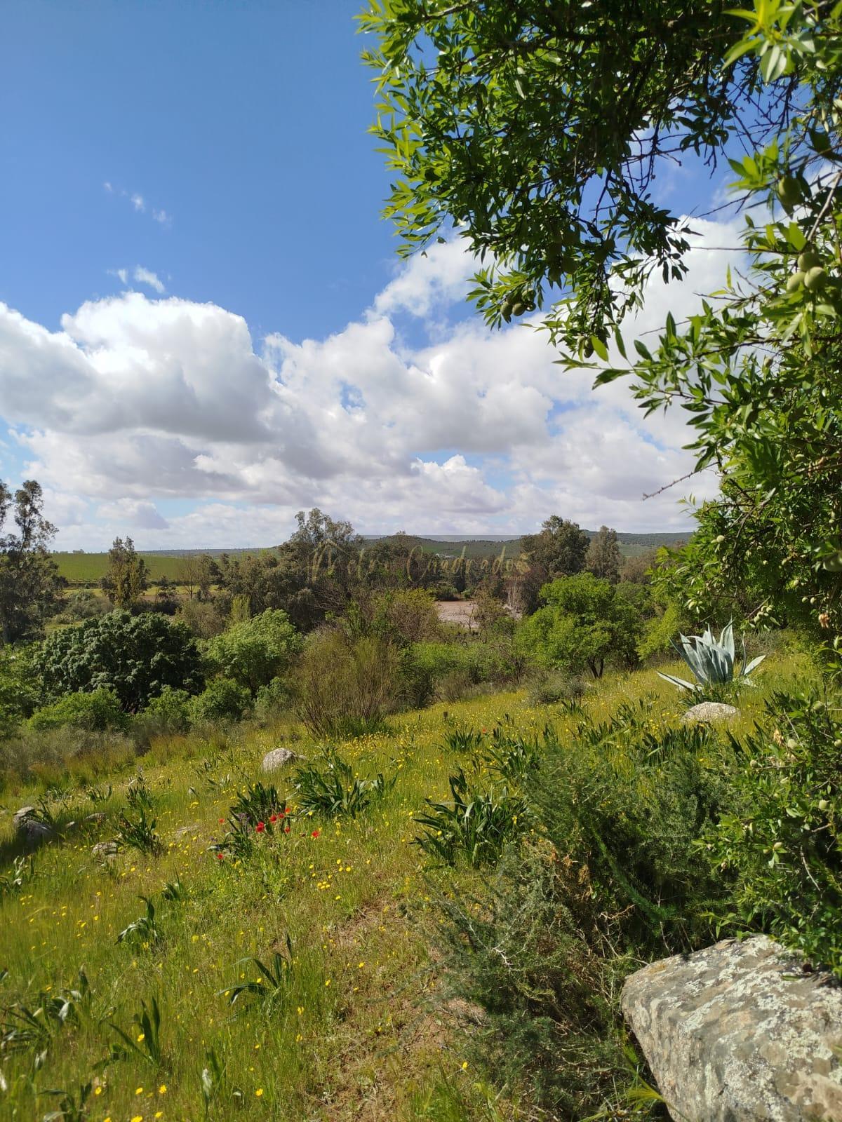 For sale of land in Mérida