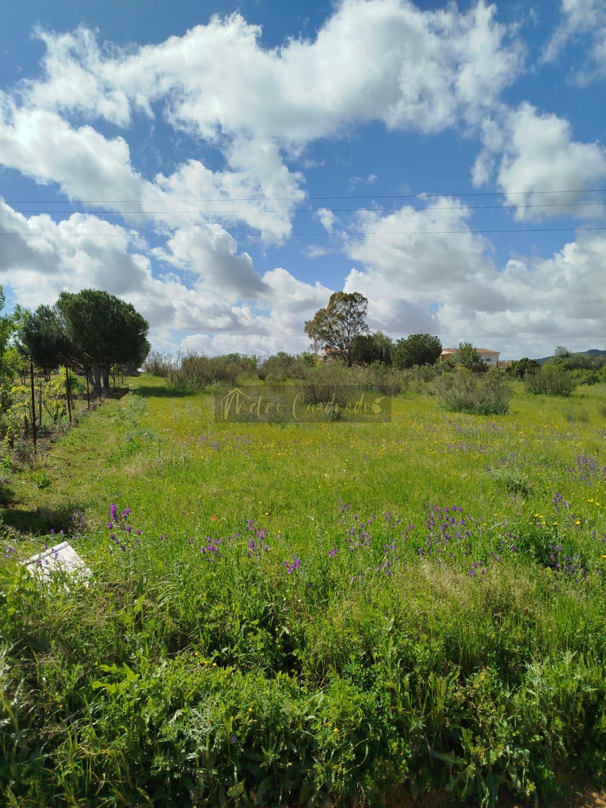 For sale of land in Mérida