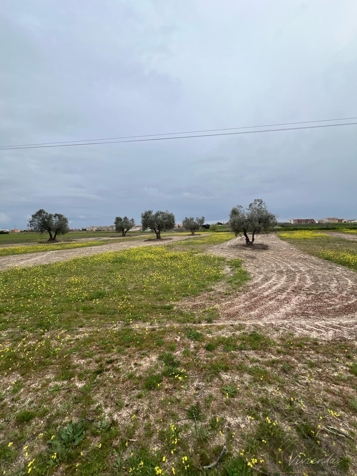 For sale of land in El Viso de San Juan