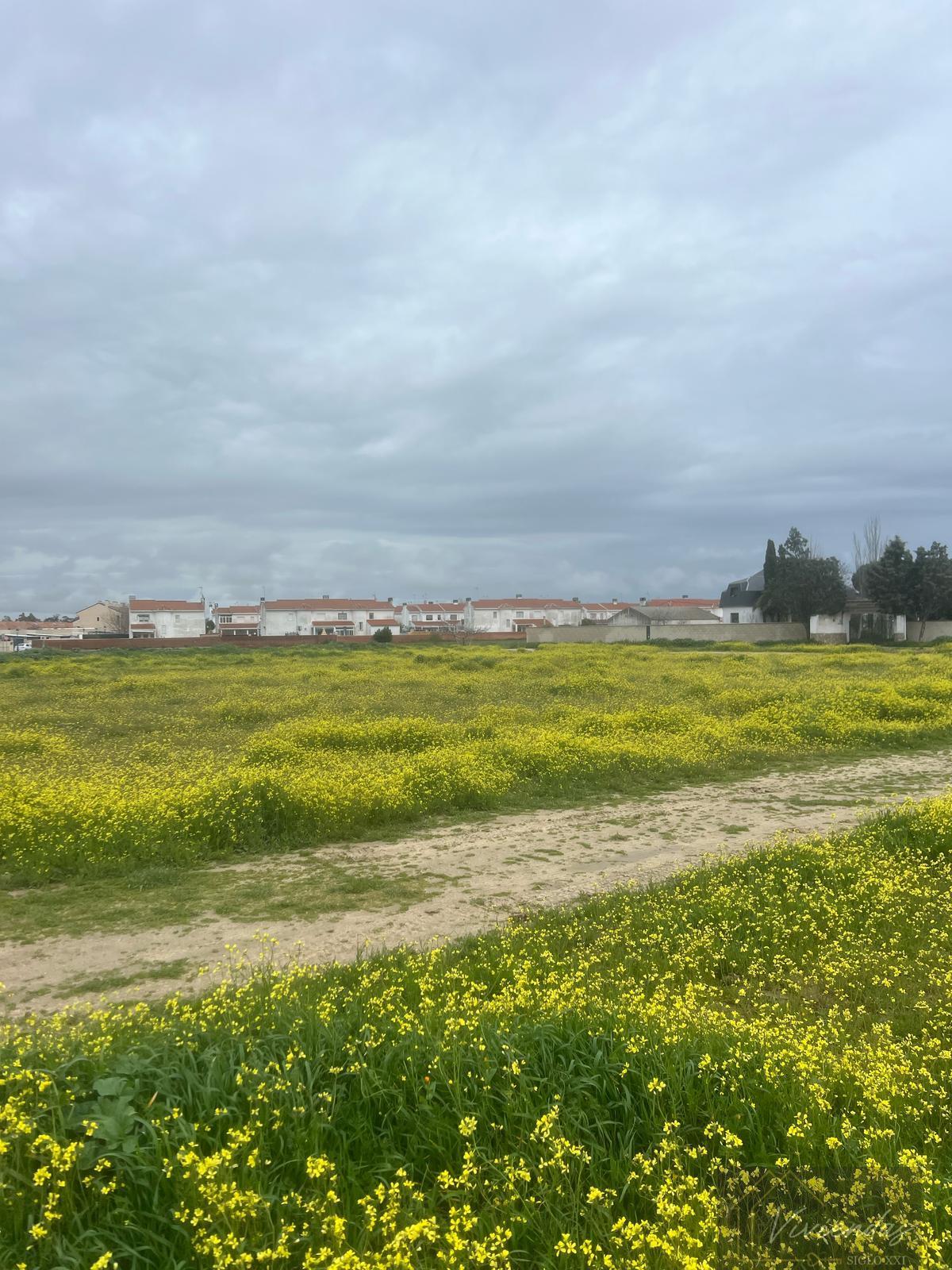 For sale of land in El Viso de San Juan
