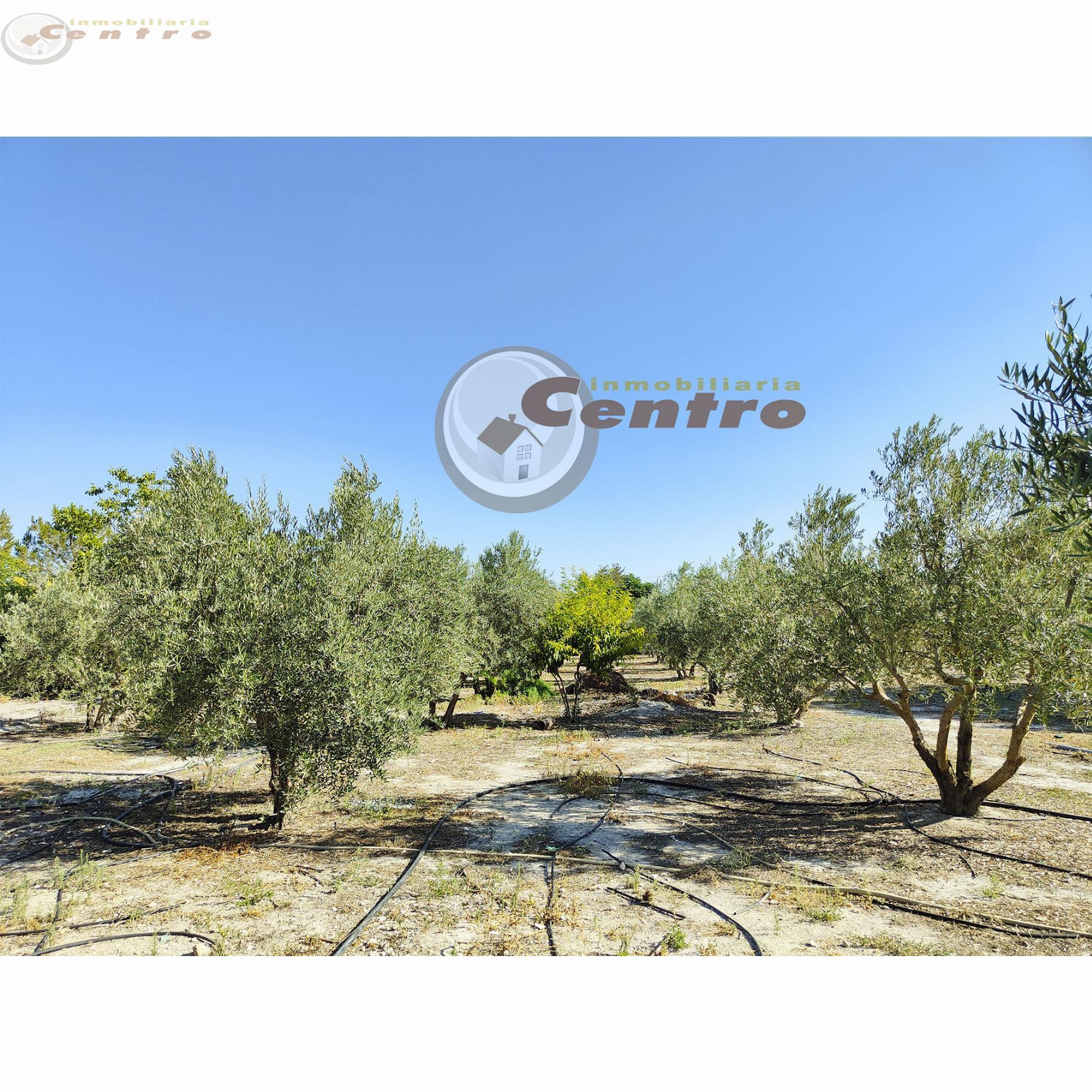 Venta de chalet en Albacete Venta de chalet en Albacete