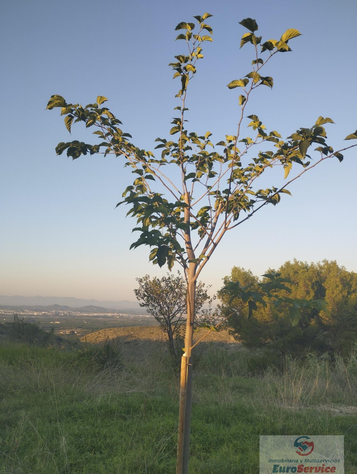 For sale of land in Torrent