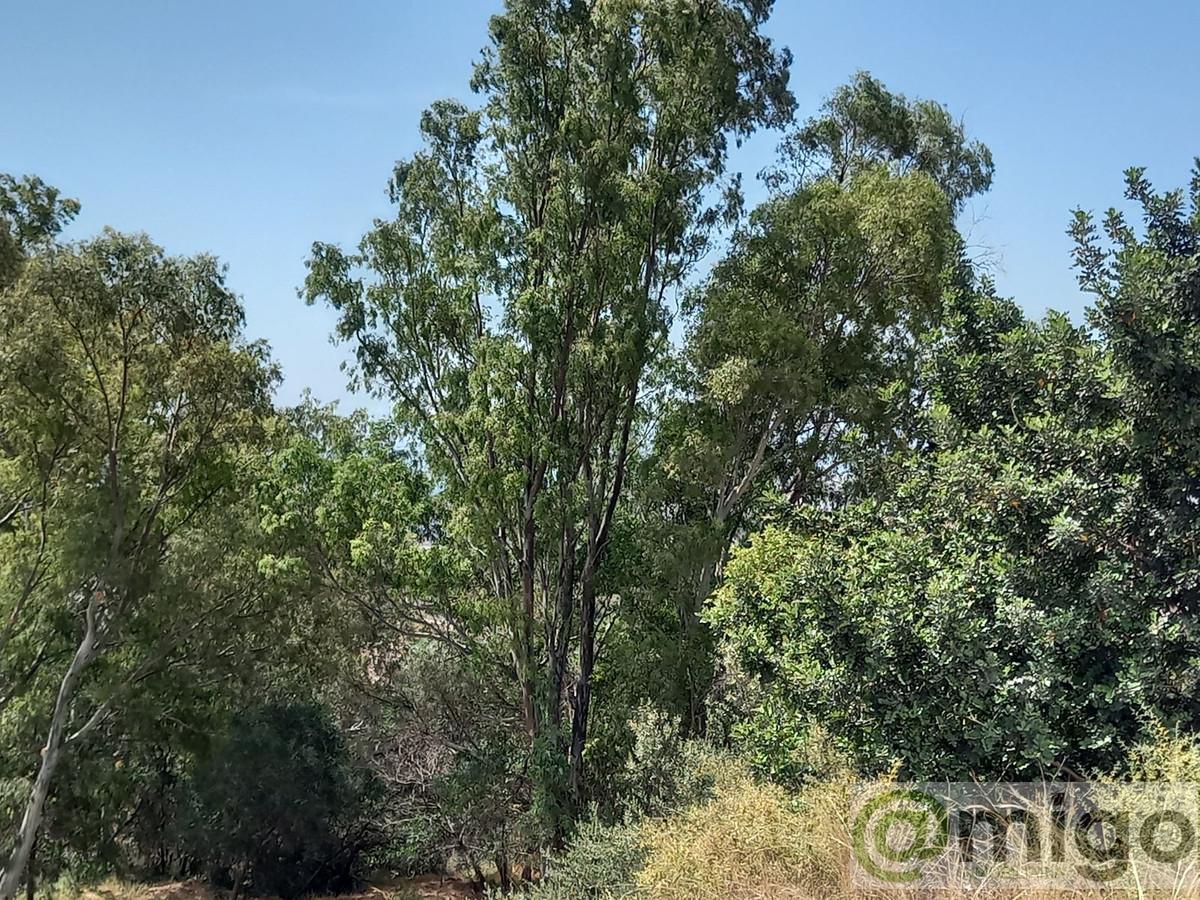 Venta de terreno en Mijas