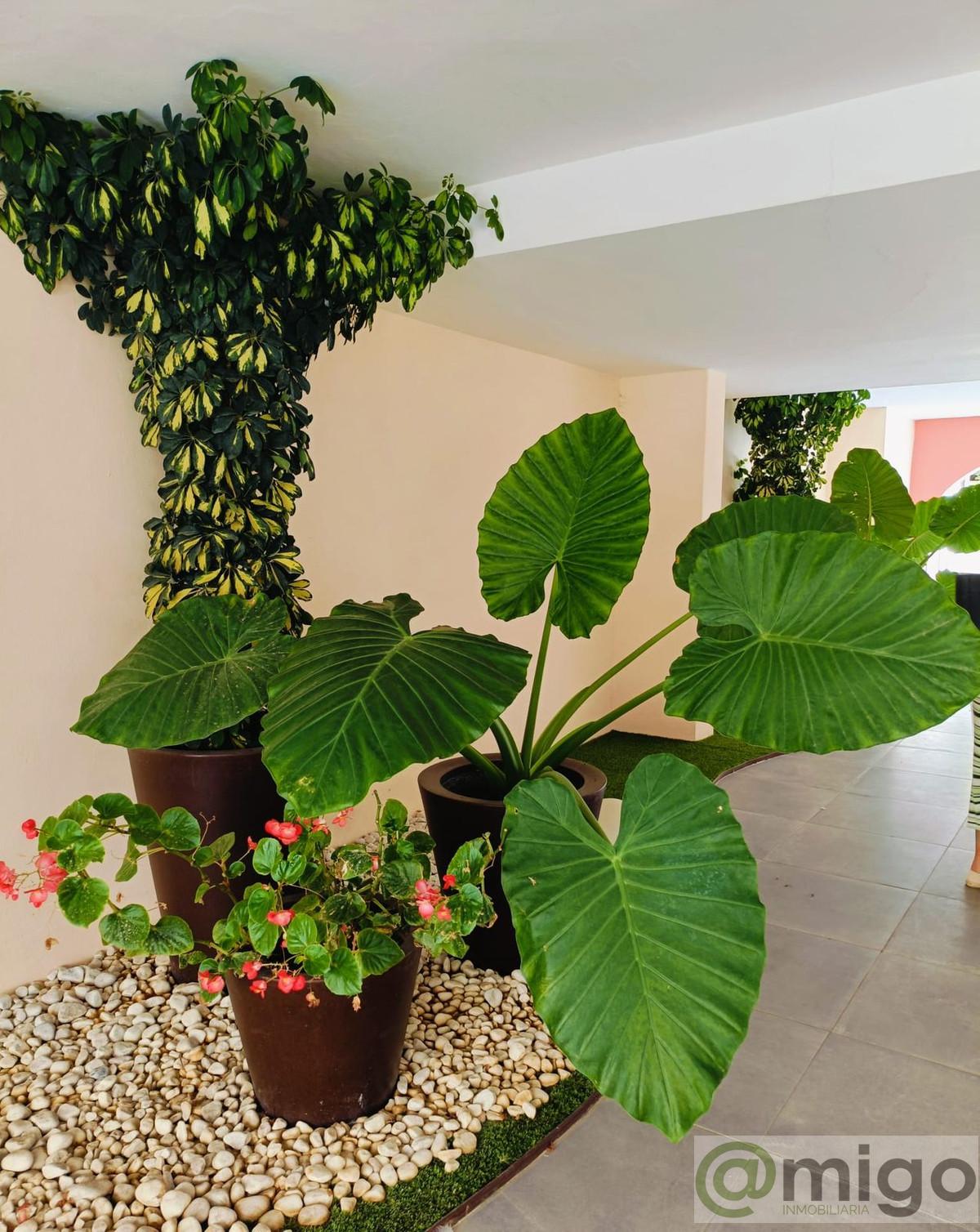 For sale of apartment in Estepona