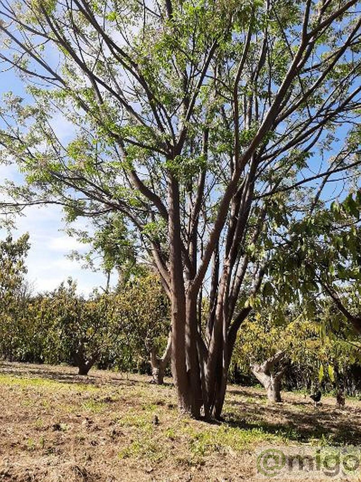 Venta de terreno en Estepona