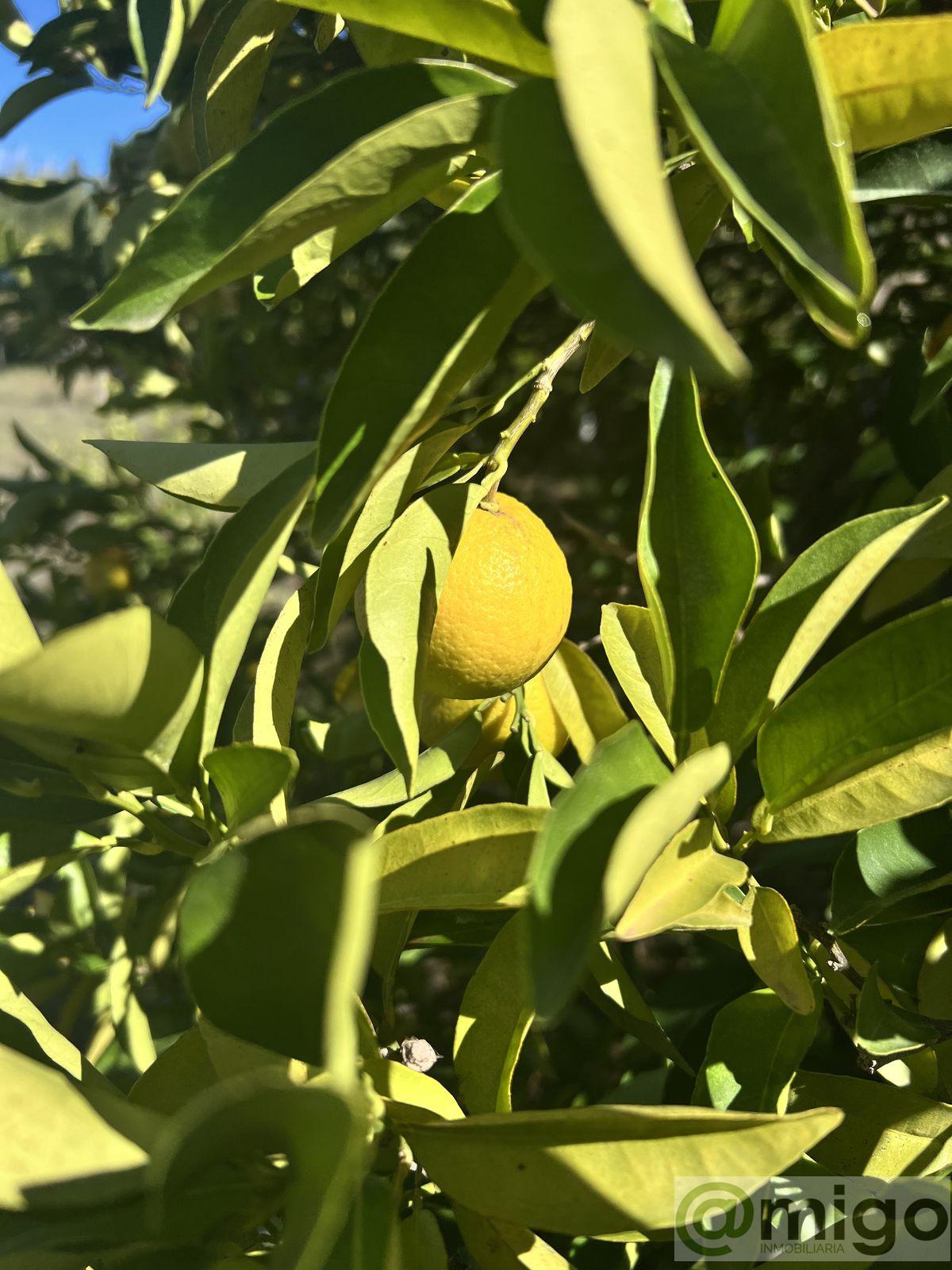 Venta de villa en Marbella