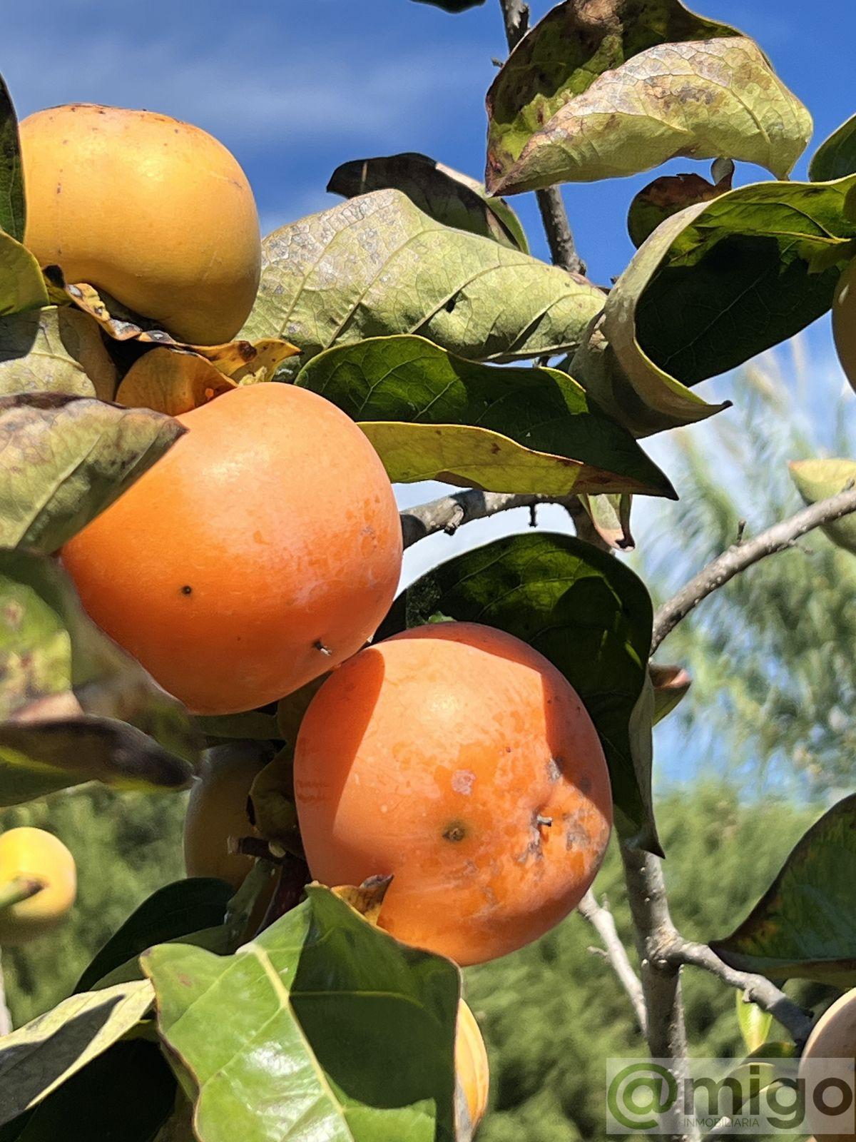 Venta de villa en Marbella