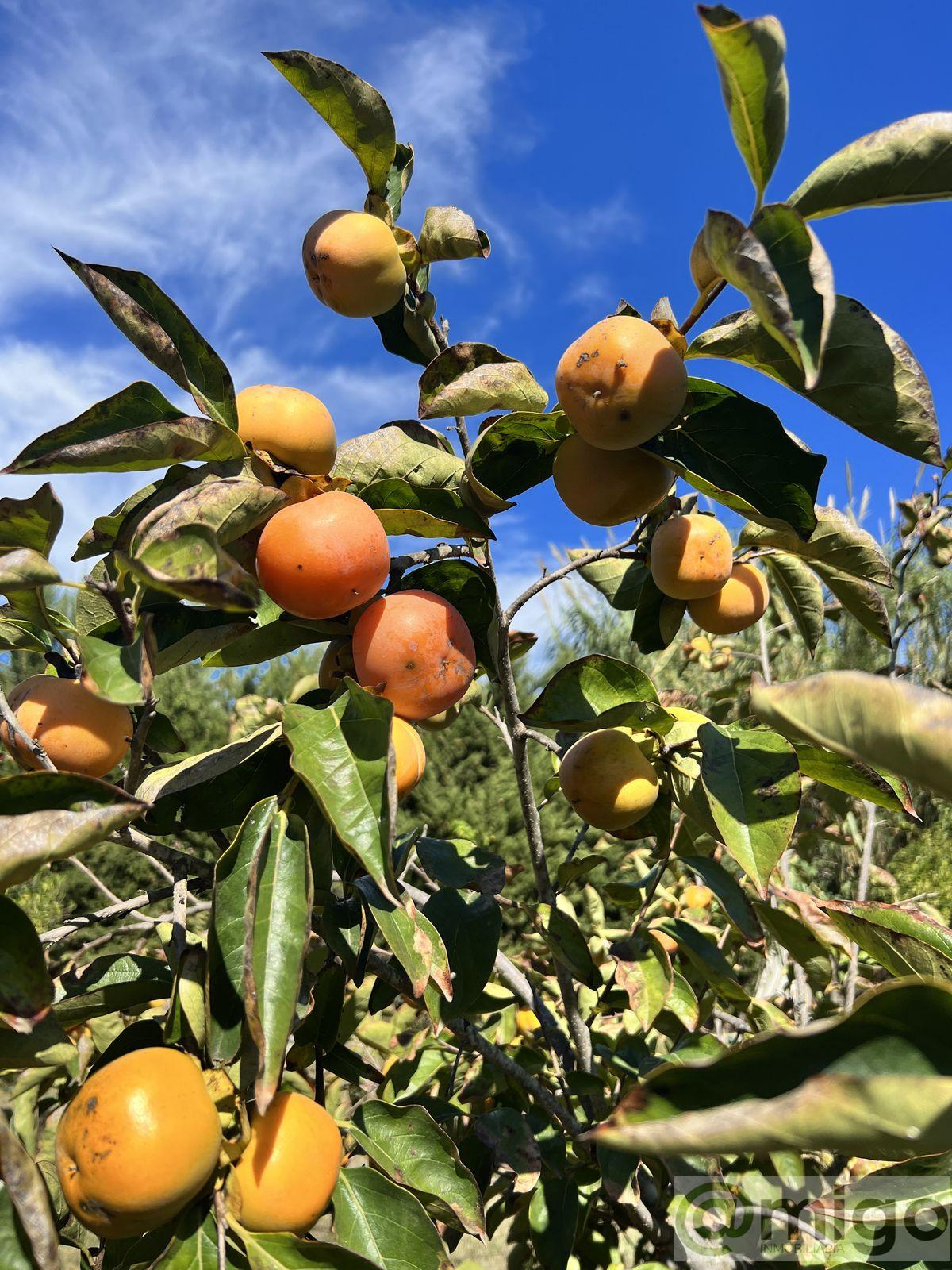 Venta de villa en Marbella