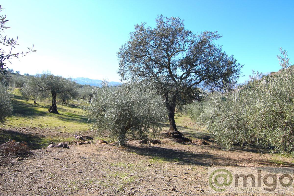 For sale of land in Coín