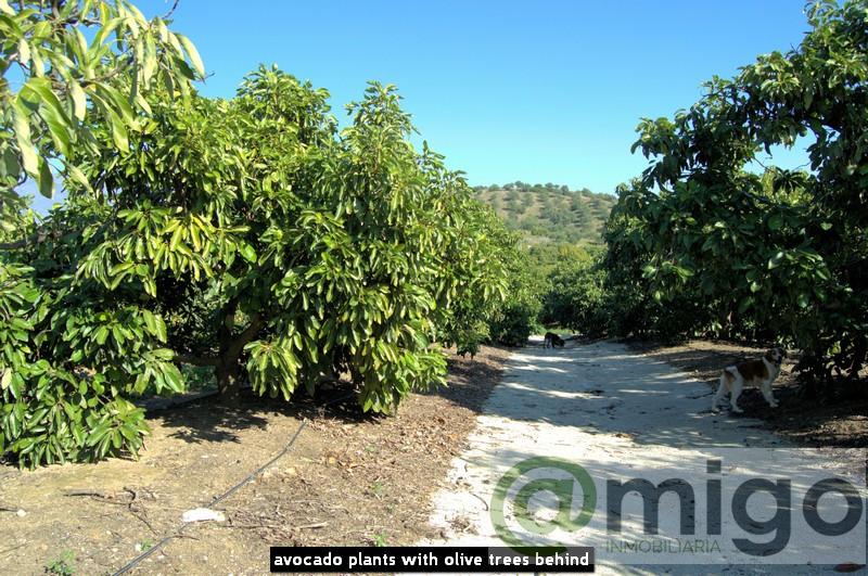 Venta de villa en Mijas